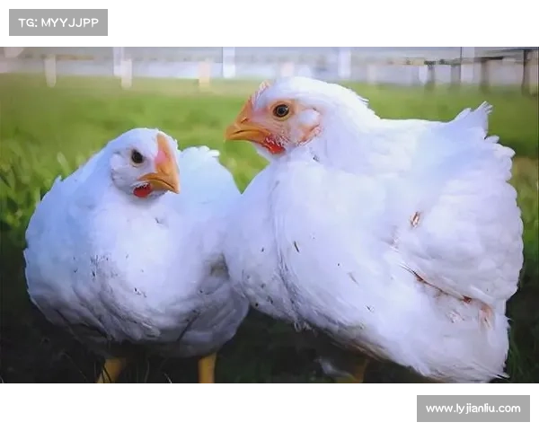 全面解析在暗影圣域中快速提升自身实力的高效实用成长策略